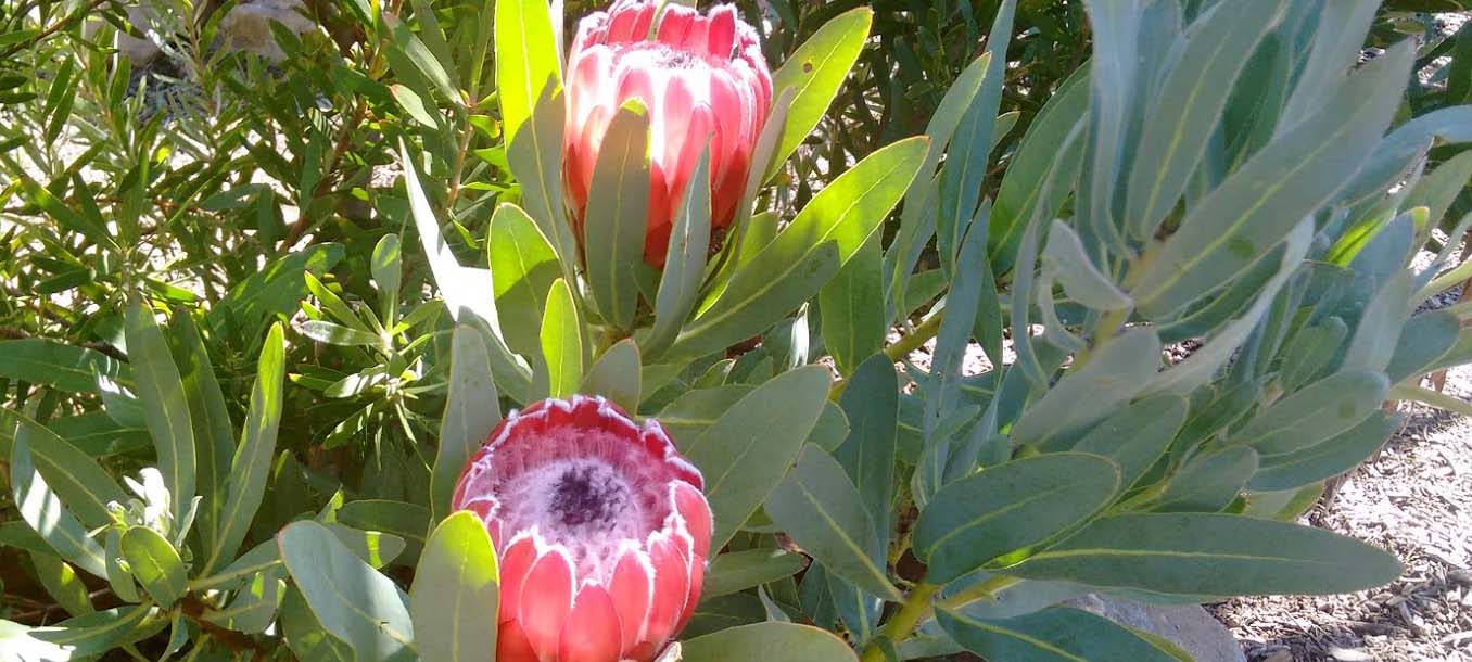 protea4