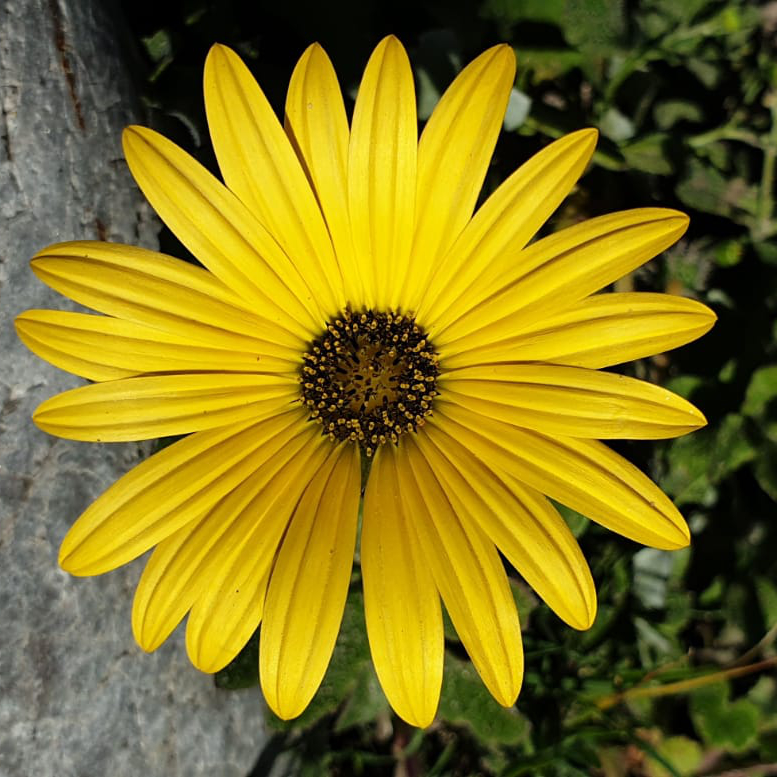 flower-daisy